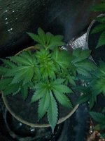 IMG_20130505_203908.jpg