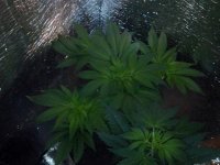 IMG_20130505_203853.jpg