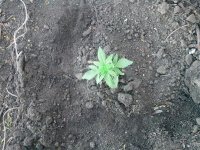 IMG_20130505_184728.jpg