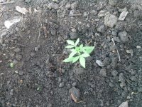 IMG_20130505_184743.jpg
