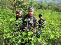 1368134108_sembradios-ilegales-coca-ecuador.jpg