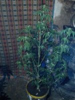 IMG_20130509_005306.jpg