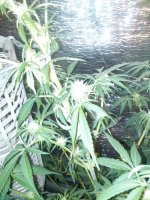 IMG_20130510_185841.jpg