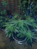 IMG_20130509_002935.jpg