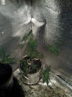 IMG_20130509_005324.jpg