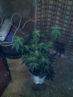 IMG_20130509_005316.jpg