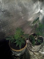 IMG_20130509_005331.jpg