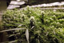 1368487905_marihuana-kentukki.jpg