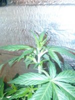 IMG_20130519_151314.jpg