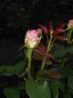 DSCN1809.JPG