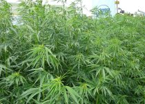 sativa-na-ulitse-2.jpg sativa-na-ulitse-2.jpg