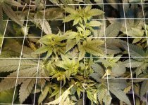 scrog6.jpg scrog6.jpg