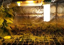 scrog1.jpg scrog1.jpg