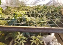 scrog2.jpg
