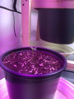 WhatsApp Image 2020-05-19 at 21.28.54 (1).jpeg