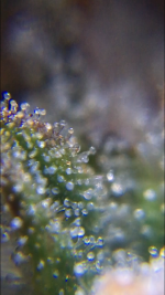 D6A26764-C344-4CB5-A9B0-9F5DCA0D0330.png