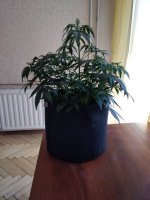 IMG_20200527_101837.jpg
