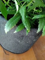 IMG_20200527_101751.jpg