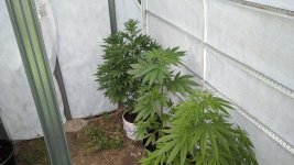 IMG_20200529_160618.jpg