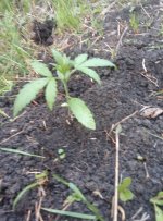 IMG_20200601_192748.jpg