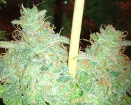 IMG_20200605_200947~2.jpg