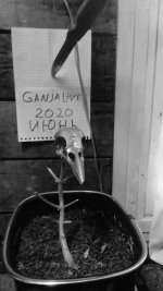 _20200606_193830.JPG