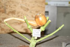 IMG_6548.JPG