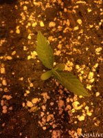 IMG_20200616_012037_634.jpg