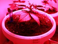 post4sourdiesel.jpg post4sourdiesel.jpg