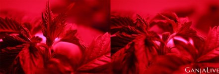post4SourDisel_BeforeAfter.jpg post4SourDisel_BeforeAfter.jpg