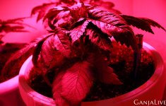 post5sourdiesel2.jpg post5sourdiesel2.jpg