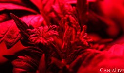 post5sourdiesel3.jpg post5sourdiesel3.jpg