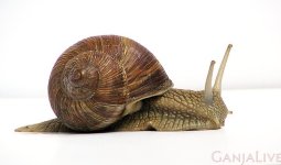 800px-Grapevinesnail_01.jpg