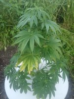 IMG_20200625_201155.jpg