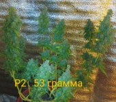 121773654_IMG_20200605_2008362.jpg.ae0a7f06aec799c6a5dda6662310ac48~2.jpg