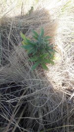 20200704_160635.jpg