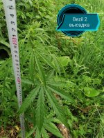 IMG_20200707_230626.jpg