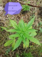 IMG_20200707_225833.jpg
