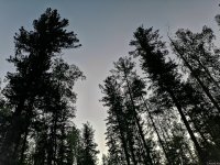 IMG_20200706_044314.jpg