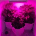 post9noscrog.jpg post9noscrog.jpg