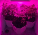 post9scrog1.jpg post9scrog1.jpg