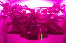 post9scrog2.jpg post9scrog2.jpg