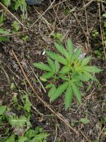 IMG_20200709_145136.jpg