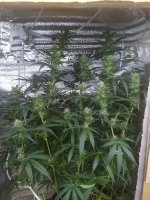 IMG_20200712_121143.jpg