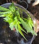 WP_20200712_10_39_36_Pro (2).jpg