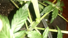 DSC_0047.JPG