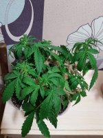 20200713_221717.jpg
