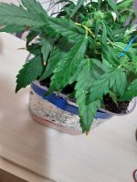 20200713_221743.jpg