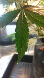 DSC_0079.JPG