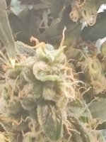 IMG_20200726_162403.jpg